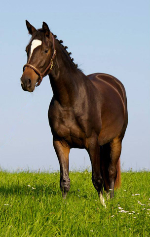 Trakehner Stute Gloria Gaynor von Saint Cyr u.d. Greta Garbo v. Alter Fritz und Pamela Sonnleitner, Gestt Hmelschenburg - Beate Langels