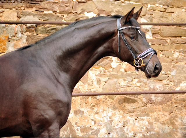 2jhriger Hengst Under and Over von Saint Cyr u.d. Pr.St. Under the moon v. Easy Game - Foto: Beate Langels - Trakehner Gestt Hmelschenburg