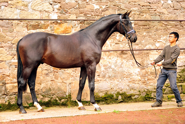 2jhriger Hengst Under and Over von Saint Cyr u.d. Pr.St. Under the moon v. Easy Game - Foto: Beate Langels - Trakehner Gestt Hmelschenburg