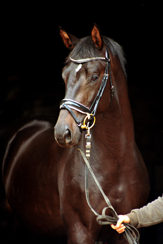 2jhriger Hengst Under and Over von Saint Cyr u.d. Pr.St. Under the moon v. Easy Game - Foto: Beate Langels - Trakehner Gestt Hmelschenburg