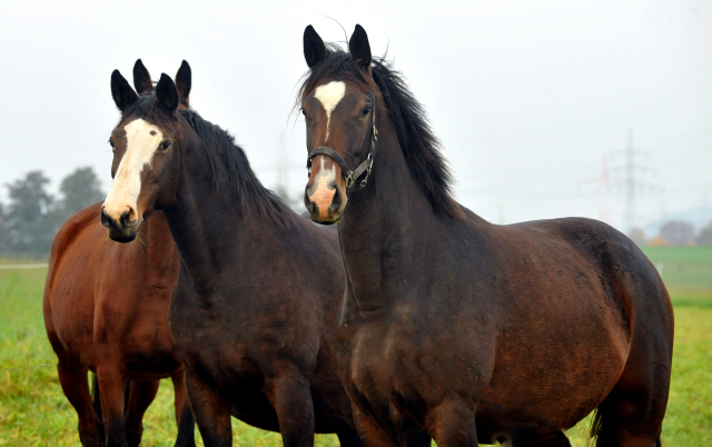 Tavolara und Tochter Tacyra v. Saint Cyr am 30. Oktober 2015 - Foto Beate Langels - Gestt Hmelschenburg