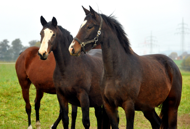 Tavolara und Tochter Tacyra v. Saint Cyr am 30. Oktober 2015 - Foto Beate Langels - Gestt Hmelschenburg