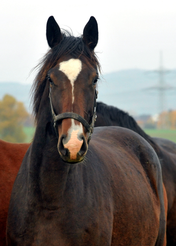 Tavolara und Tochter Tacyra v. Saint Cyr am 30. Oktober 2015 - Foto Beate Langels - Gestt Hmelschenburg