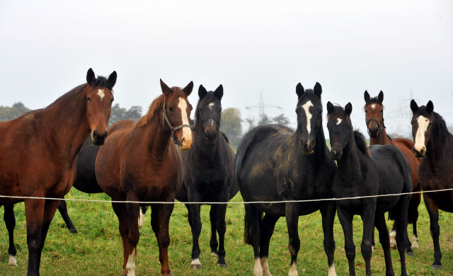 Gacyria - Trakehner Stutfohlen von Saint Cyr u.d. Greta Garbo - 28. August 2015 - Foto Beate Langels - Gestt Hmelschenburg