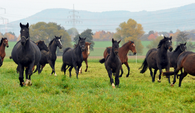 Hengstfohlen von Touch my Heart u.d. Pr.u.StPrSt. vittoria v. Exclusiv - 28. August 2015 - Foto Beate Langels - Gestt Hmelschenburg