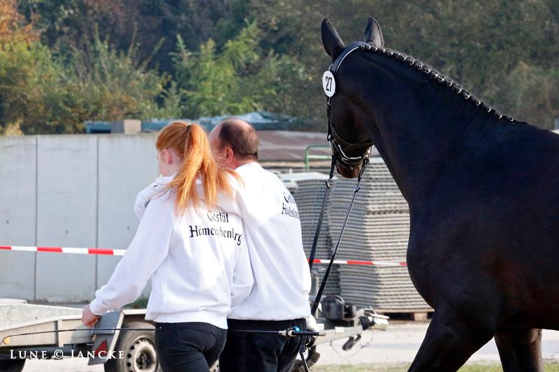 Under and Over von Saint Cyr u.d. Pr.St. Under the moon v. Easy Game - Foto: Beate Langels - Trakehner Gestt Hmelschenburg