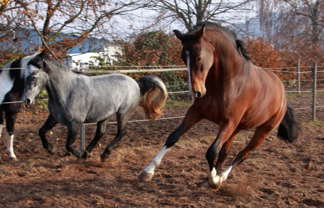 Galileo von Exclusiv - Maestro - Kostolany - Karon, Foto: Dietmar Habert