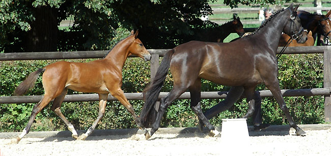 Hengstfohlen von Freudenfest - Vivus; Foto: Beate Langels, Trakehner Gestt Hmelschenburg