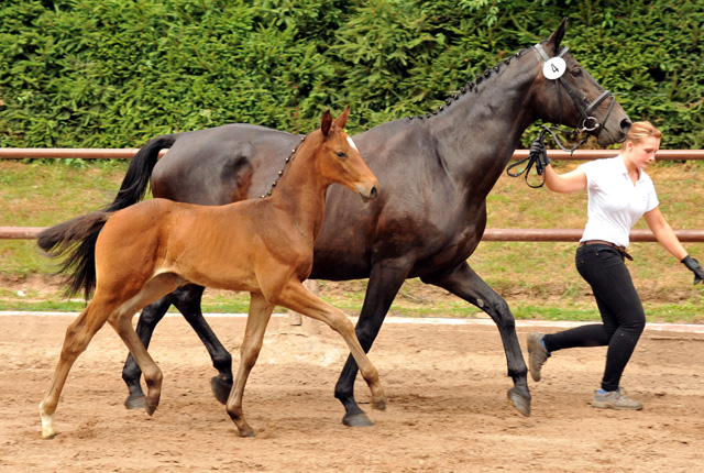 Stutfohlen von Exclusiv u.d. Vicenza v. Showmaster - Trakehner Gestt Hmelschenburg