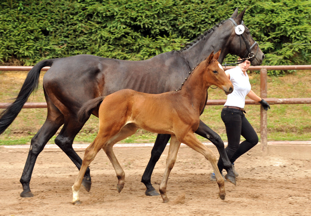 Stutfohlen von Exclusiv u.d. Vicenza v. Showmaster - Trakehner Gestt Hmelschenburg
