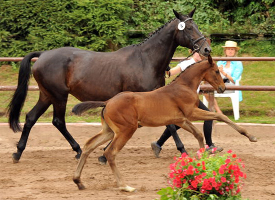 Stutfohlen von Exclusiv u.d. Vicenza v. Showmaster - Trakehner Gestt Hmelschenburg