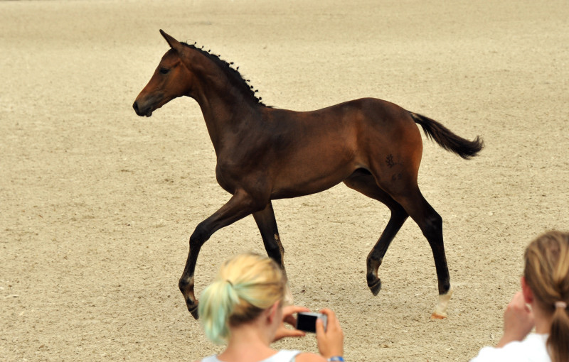 Hengstfohlen von Saint Cyr u.d. Brianna v. Maizauber - Foto: Beate Langels