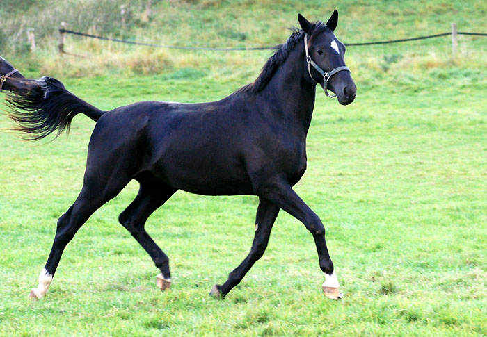 Trakehner von Kostolany - Saint Cloud