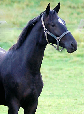 Trakehner von Kostolany u.d. Undine von Saint Cloud - am 3. Oktober 2008 in Hmelschenburg