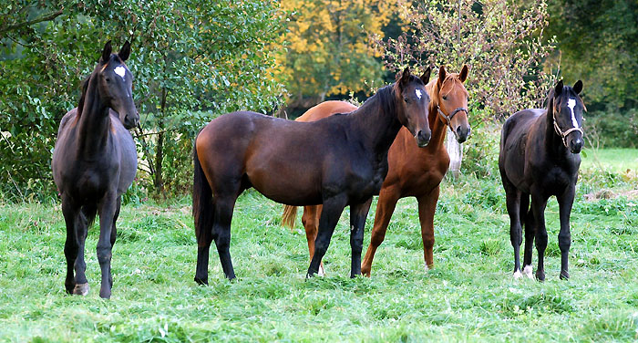 Hf. v. Kostolany u.d. Moosblte v. Hohenstein