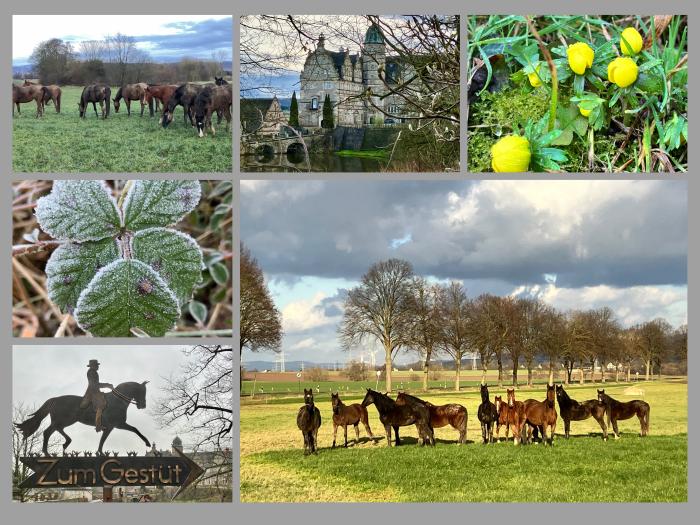 Impressionen - Januar 2025 - Trakehner Gestt Hmelschenburg  - Foto: Beate Langels