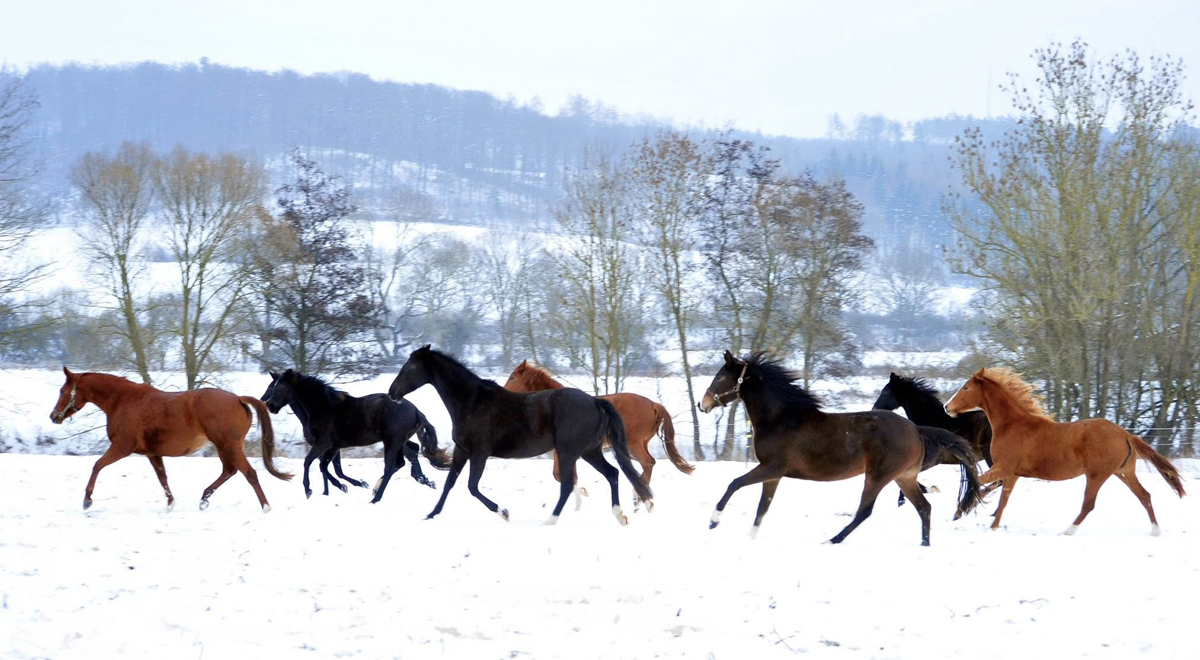 Unsere jungen Stuten auf der Feldweide 31.01.2026 - Foto: Beate Langels