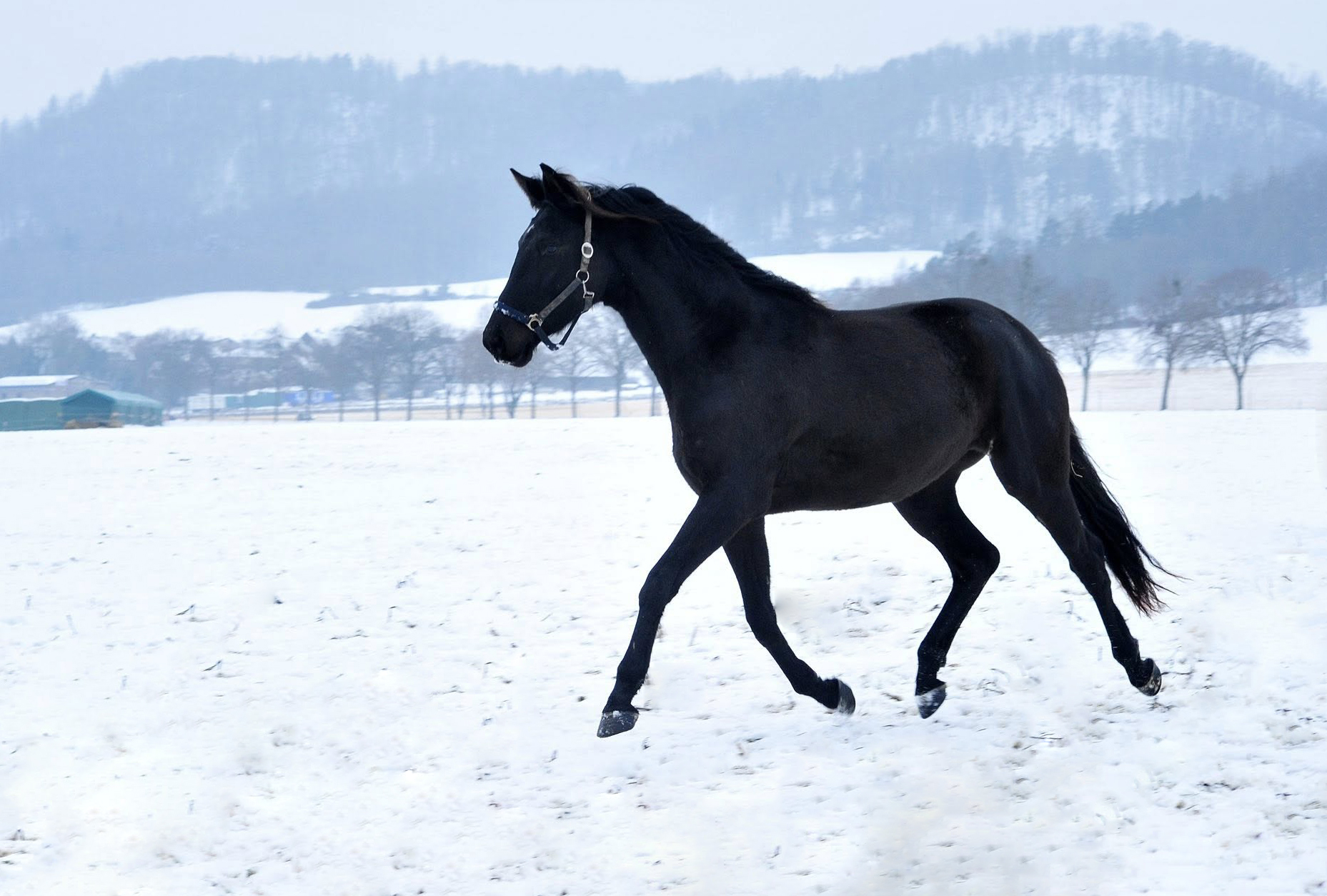Schwalbendynastie - 31.01.2026 - Foto: Beate Langels