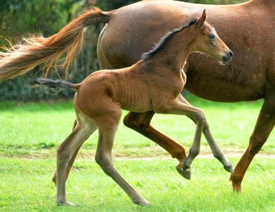 3 Tage alt: Trakehner Stutfohlen von Saint Cyr - Buddenbrock, Foto: Beate Langels, Trakehner Gestt Hmelschenburg