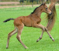 3 Tage alt - Stutfohlen von Saint Cyr x Buddenbrock