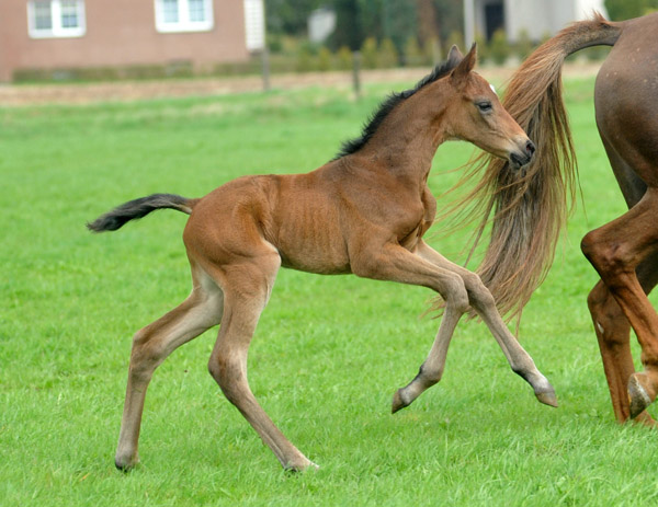 3 Tage alt: Trakehner Stutfohlen von Saint Cyr - Buddenbrock, Foto: Beate Langels, Trakehner Gestt Hmelschenburg