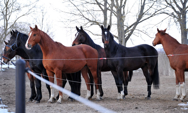 Die Gruppe der dreijhrigen Wallache im Gestt Schplitz - copyright Beate Langels, Trakehner Gestt Hmelschenburg