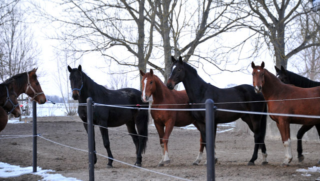Die Gruppe der dreijhrigen Wallache im Gestt Schplitz - copyright Beate Langels, Trakehner Gestt Hmelschenburg