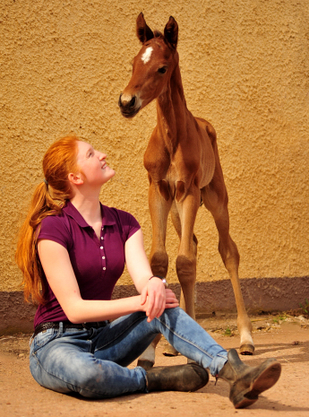 Trakehner Hengst von High Motion u.d. Pr.St. Karida v. Oliver Twist - Foto: Beate Langels - Trakehner Gestt Hmelschenburg