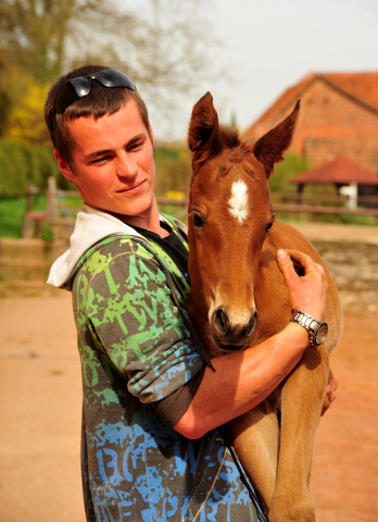 Trakehner Hengst von High Motion u.d. Pr.St. Karida v. Oliver Twist - Foto: Beate Langels - Trakehner Gestt Hmelschenburg