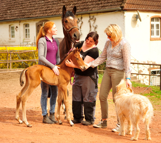 Trakehner Hengst von High Motion u.d. Pr.St. Karida v. Oliver Twist - Foto: Beate Langels - Trakehner Gestt Hmelschenburg