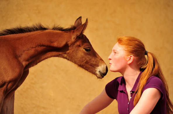 Trakehner Colt by High Motion out of Pr.St. Karida by Oliver Twist - Foto: Beate Langels - Trakehner Gestt Hmelschenburg