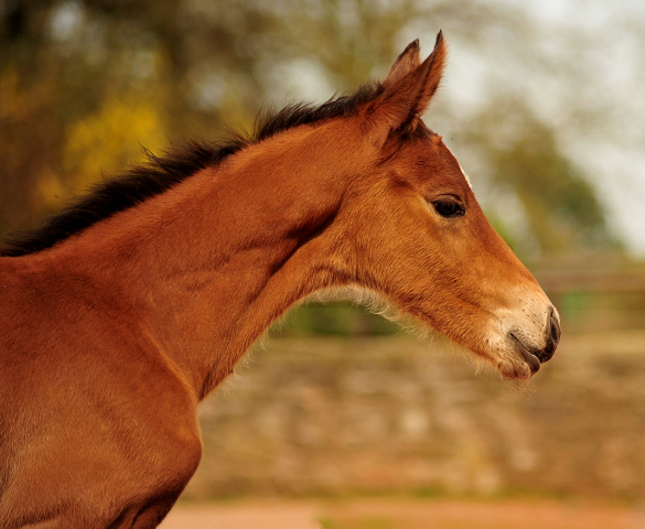 Trakehner Hengst von High Motion u.d. Pr.St. Karida v. Oliver Twist - Foto: Beate Langels - Trakehner Gestt Hmelschenburg