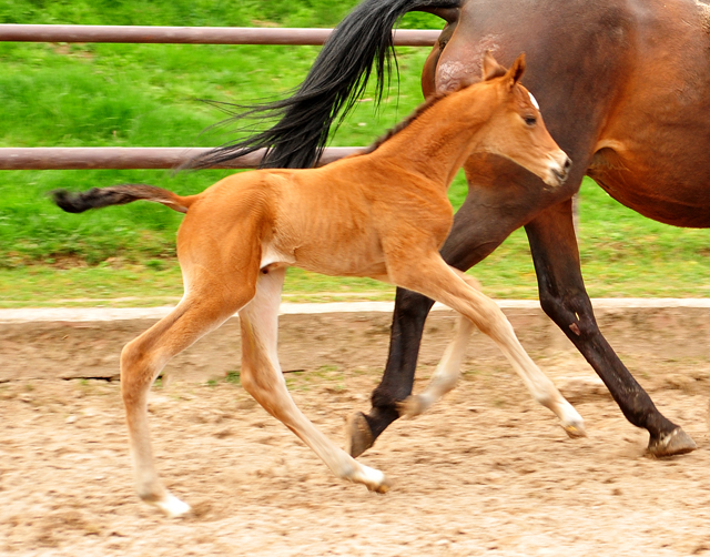 Stutfohlen v. High Motion x Imperio - Trakehner Gestt Hmelschenburg - Foto: Beate Langels