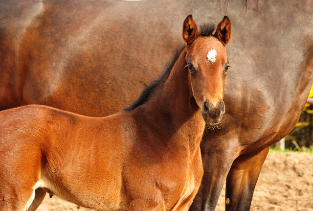 Oldenburger Stutfohlen von Sir Donnerhall I u.d. Schwalbendiva v. Totilas - 20.03.2019
 - Trakehner Gestt Hmelschenburg - Beate Langels