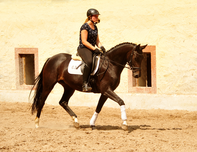Oldenburger Mare by De Niro out of Schwalbendiva by Totilas - 22. Juli 2019
 - Trakehner Gestt Hmelschenburg - Beate Langels
