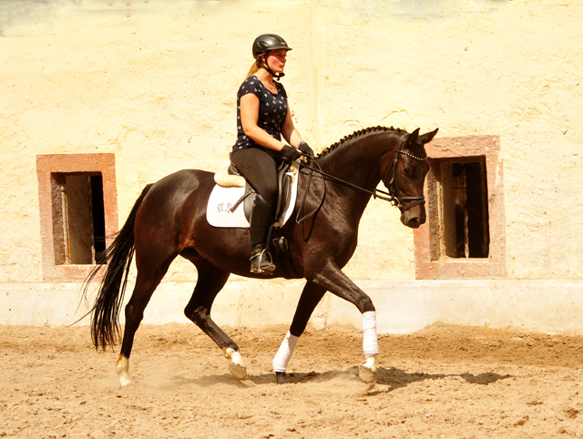 Oldenburger Mare by De Niro out of Schwalbendiva by Totilas - 22. Juli 2019
 - Trakehner Gestt Hmelschenburg - Beate Langels