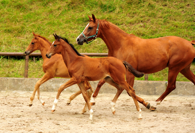 Klassic Motion mit Klassic's Zauberei und Karidia - Foto: Beate Langels - Trakehner Gestt Hmelschenburg