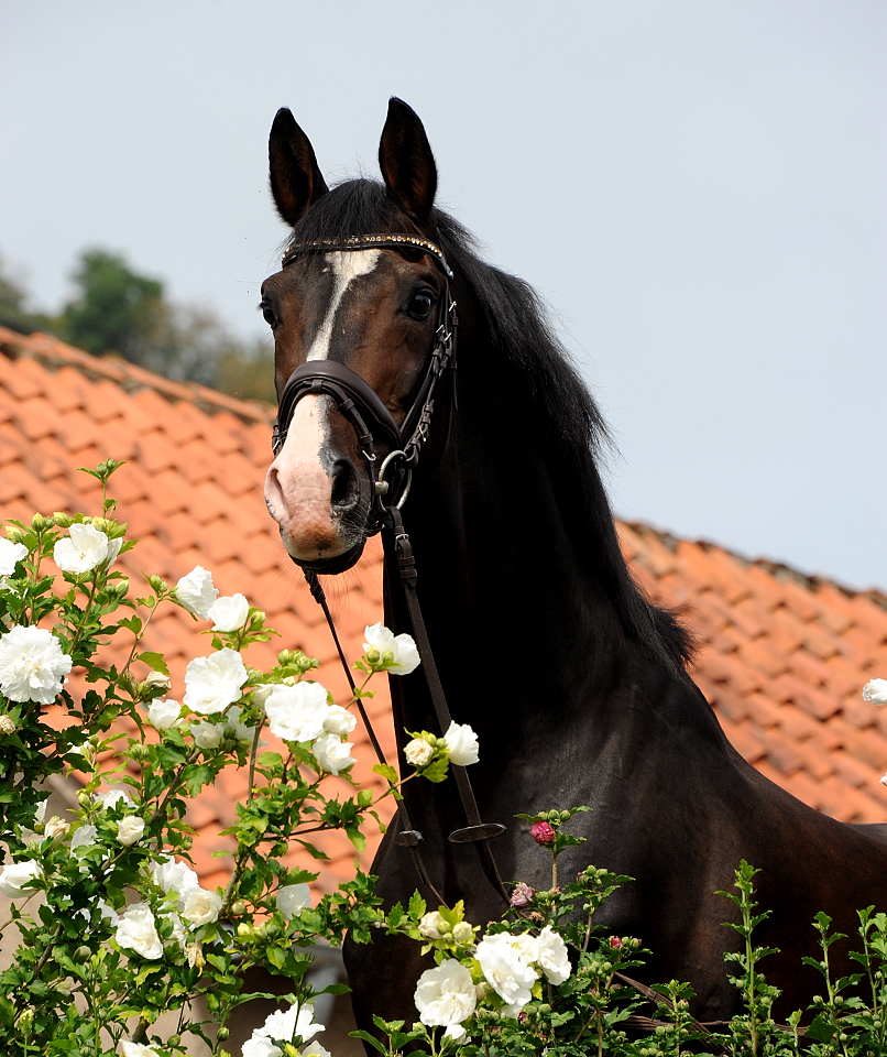 Shavalou im Sommer 2022 in Hmelschenburg  - Foto: Beate Langels - Trakehner Gestt Hmelschenburg