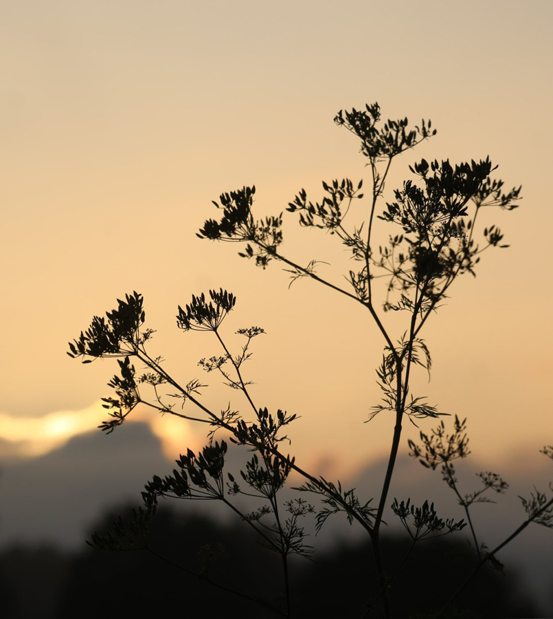 Impressionen - Juli 2025 - Trakehner Gestt Hmelschenburg  - Foto: Beate Langels