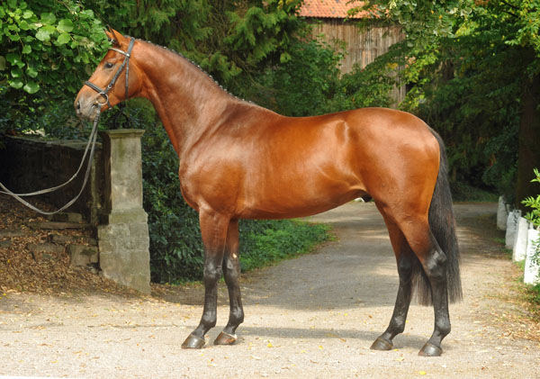 2jhriger Hengst von Exclusiv u.d. Schwalbenfee v. Freudenfest - Foto: Beate Langels - Trakehner Gestt Hmelschenburg