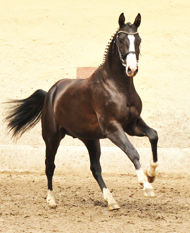 Greenwich Park - Zweijhriger Hengst von Saint Cyr - Foto: Beate Langels - Trakehner Gestt Hmelschenburg