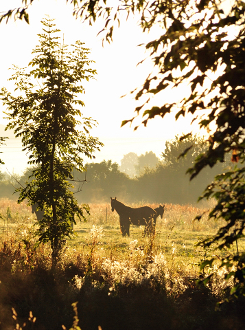 Gestt Hmelschenburg - 31. August 2016 - copyright by Beate Langels