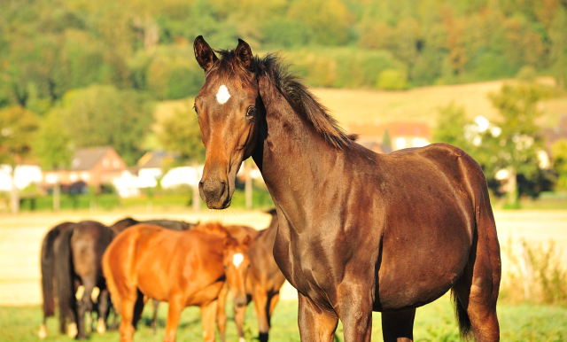 Gestt Hmelschenburg - 31. August 2016 - copyright by Beate Langels