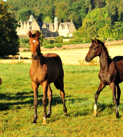 Gestt Hmelschenburg - 31. August 2016 - copyright by Beate Langels