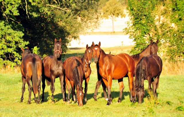 Gestt Hmelschenburg - 31. August 2016 - copyright by Beate Langels