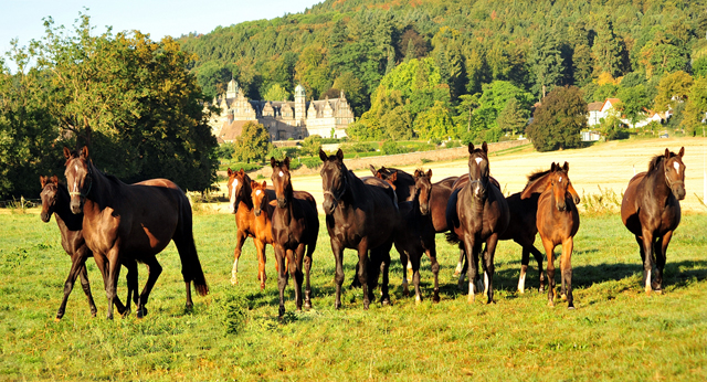 Stuten und Fohlen in den Emmerwiesen - Gestt Hmelschenburg - 31. August 2016 - copyright by Beate Langels