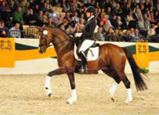 Oktober - Impressionen - Trakehner Gestt Hmelschenburg 2018 - Foto: Beate Langels