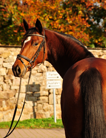 Kabriola v. Freudenfest - Foto: Beate Langels - 
Trakehner Gestt Hmelschenburg