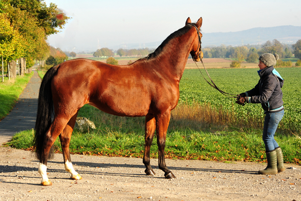 Kabriola v. Freudenfest - Foto: Beate Langels - 
Trakehner Gestt Hmelschenburg