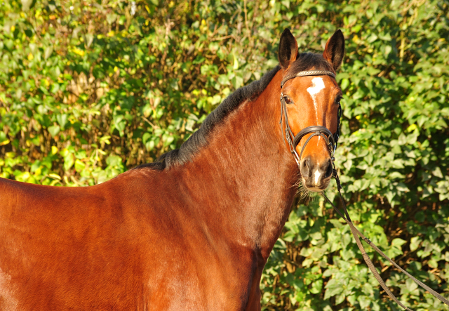 Kabriola v. Freudenfest - Foto: Beate Langels - 
Trakehner Gestt Hmelschenburg
